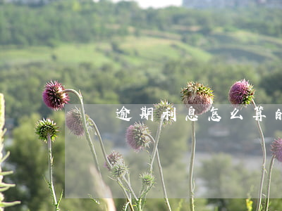 螞蟻逾期利息怎么算的 螞蟻逾期率