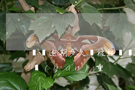 螞蟻逾期多久會被起訴(螞蟻逾期有什么后果嚴(yán)重)