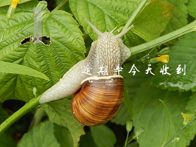 螞蟻逾期率(今天收到螞蟻金融說嚴重逾期)