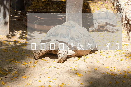 螞蟻閃電借款欠1年了(閃電貸幾年還)