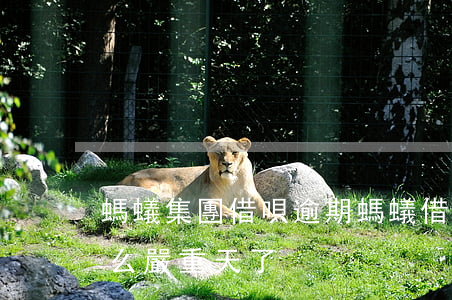 螞蟻集團 借唄逾期(螞蟻借唄逾期不還款真這么嚴重?天了)