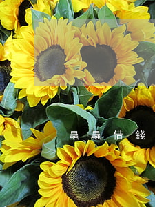 蟲蟲借錢逾期會起訴嗎(蟲蟲借錢放款失敗)