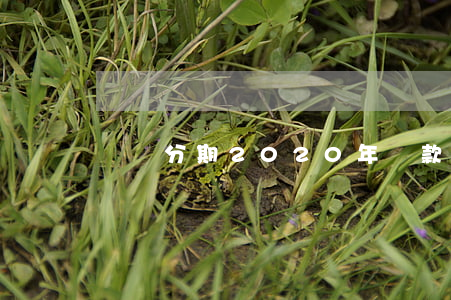 蠟筆分期2020年還款不了了-