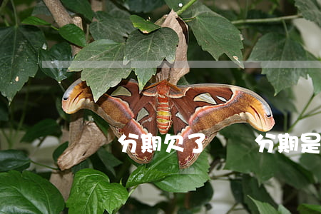 蠟筆分期欠了(蠟筆分期是正規(guī)的嗎)
