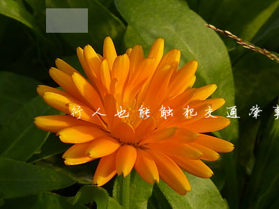 行人也能触犯交通肇事罪