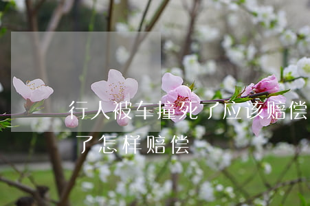 行人被车撞死了应该赔偿多少钱(车把行人撞了怎样赔偿)