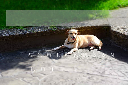 行信用卡可以透支支付寶嗎(支付寶怎樣透支信用卡)