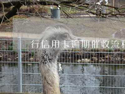行信用卡逾期催收流程(欠信用卡催收)