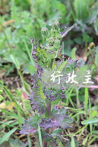 行政主体有哪些