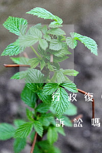 行政復(fù)議調(diào)解書可以訴訟嗎(行政復(fù)議的調(diào)解)