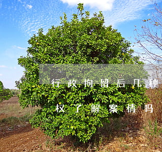 行政拘留后几种不告诉家属(行政拘留家属有权了解案情吗)