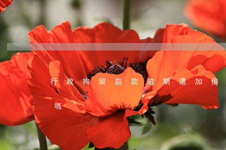 行政拘留罰款逾期還加倍嗎(行政拘留還罰款嗎?)