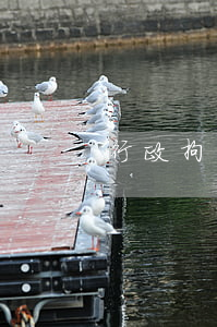 行政拘留與刑事拘留的區(qū)別