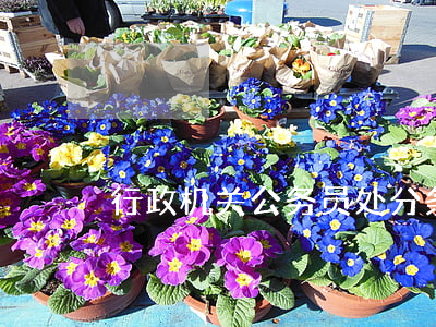 行政机关公务员处分条例