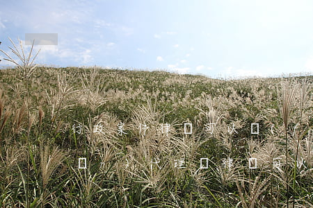 行政案件律師可以風(fēng)險(xiǎn)代理嗎(律師可以代理行政案件的程序包括)