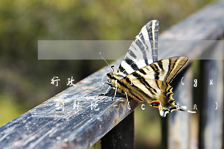 行政機(jī)關(guān)出臺政策限制外地產(chǎn)品進(jìn)入本地市場合法嗎?該怎樣維權(quán)