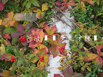 行政處罰多久才能強(qiáng)制實行