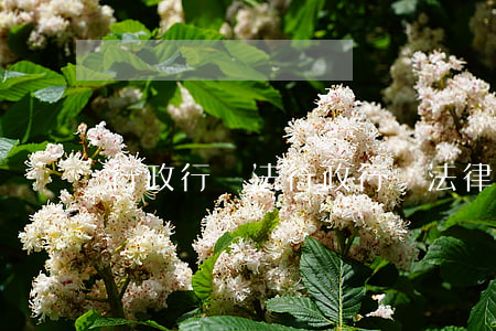 行政行為法(行政行為法律文書)