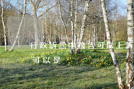 行政訴訟中被告可以上訴嗎(行政訴訟的原告可以是)