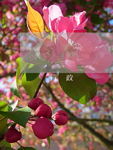 行政訴訟期限是六個月還是三個月