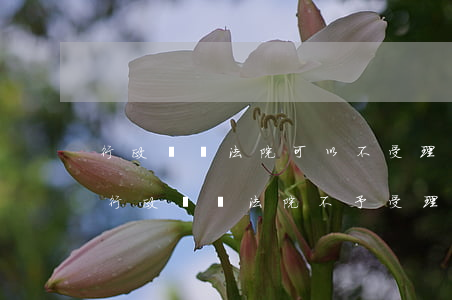 行政訴訟法院可以不受理嗎(向人民法院提起行政訴訟,法院不予受理)