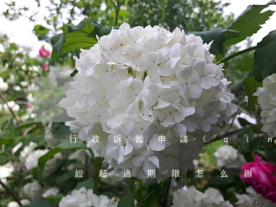 行政訴訟申請(qǐng)期限逾期(行政訴訟超過期限怎么辦)