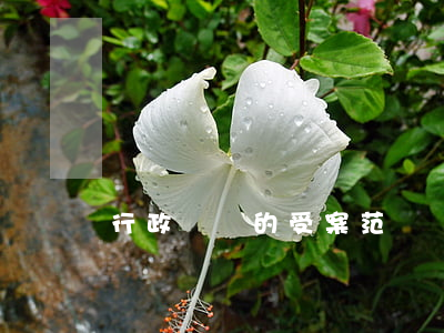 行政訴訟的受案范圍