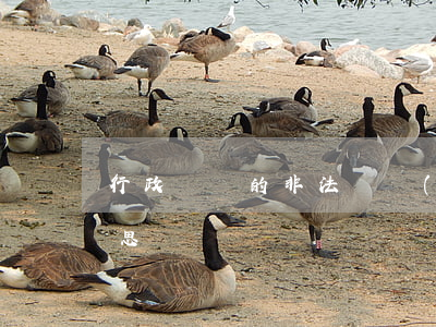 行政訴訟的非法證據(jù)排除是什么意思