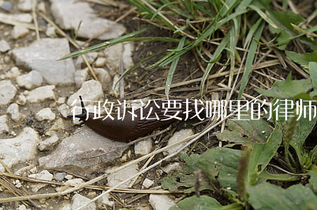 行政诉讼要找哪里的律师