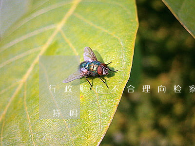 行政赔偿不合理，向检察院提出抗诉，法院会支持吗？