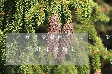 行李逾期到達(dá)逾期支付比例怎么算-行李逾期到達(dá)逾期支付比例怎么算出來的
