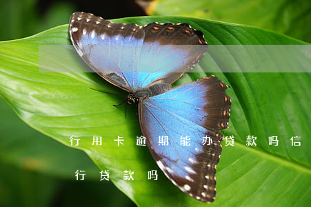 行用卡逾期能办贷款吗(信用卡逾期可以在银行贷款吗)