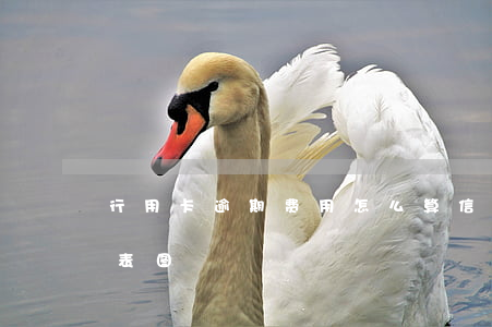 行用卡逾期费用怎么算（信用卡逾期费用大全表图）