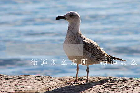 街道怎么填(所屬街道怎么填)