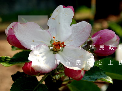 衛(wèi)輝民政局周六上班嗎(衛(wèi)輝市民中心上班時間)