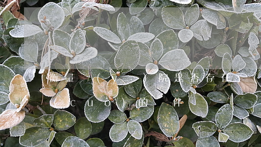衡量醫(yī)院是否存在過(guò)錯(cuò)的條件