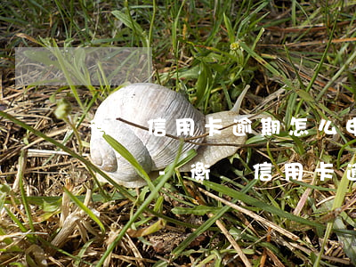 衡陽信用卡逾期怎么申請(qǐng)停息掛賬-衡陽信用卡逾期怎么申請(qǐng)停息掛賬的