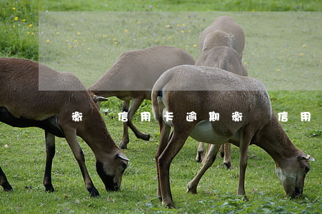 衡陽信用卡逾期(衡陽信用卡逾期)