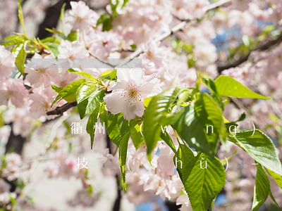 衢州網(wǎng)貸逾期退息退保的方法技術(shù)-網(wǎng)貸退息退保流程攻略