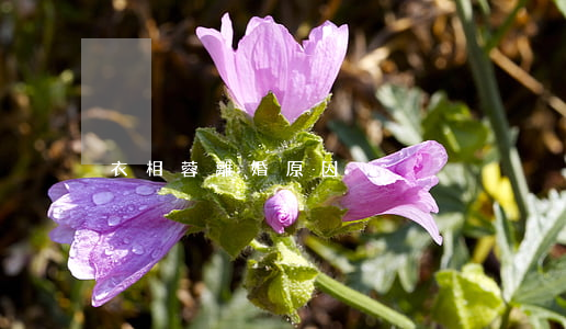 衣相蓉離婚原因