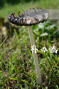 补办临时身份证需要多久