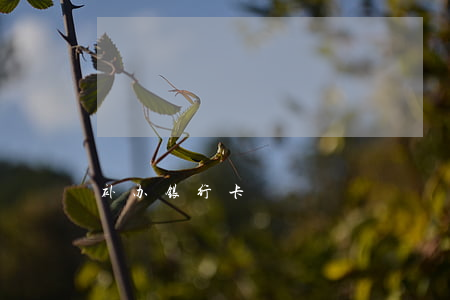 补办银行卡
