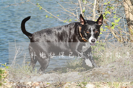 补缴社保已过诉讼时效怎么办