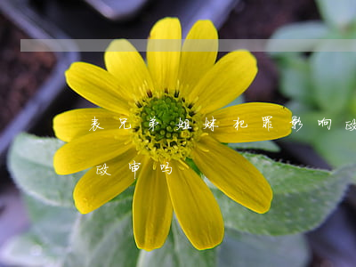 表兄弟姐妹犯罪影响政审吗(亲兄弟犯罪影响政审吗)