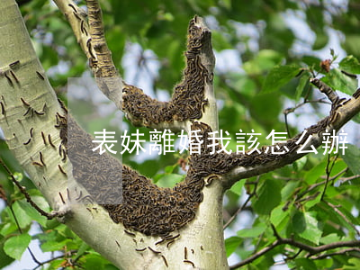 表妹離婚我該怎么辦