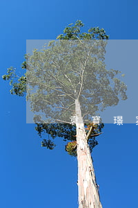 袁寶璟案會重審嗎
