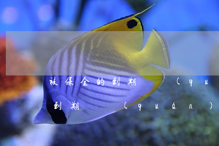 被保全的到期債權(quán)可以訴訟嗎(到期債權(quán)可以訴前保全嗎)