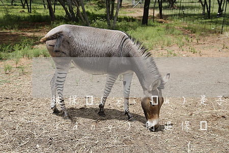 被保險(xiǎn)是子女法院可以強(qiáng)制退保嗎