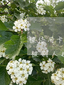 被信用卡提额的骗了,在哪里可以投诉（信用卡被别人提额逾期算诈骗吗）