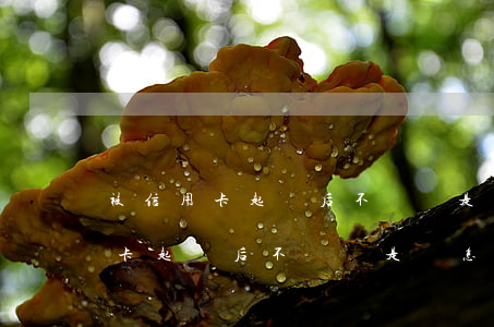 被信用卡起訴后不應訴是會怎么樣-被信用卡起訴后不應訴是會怎么樣呢